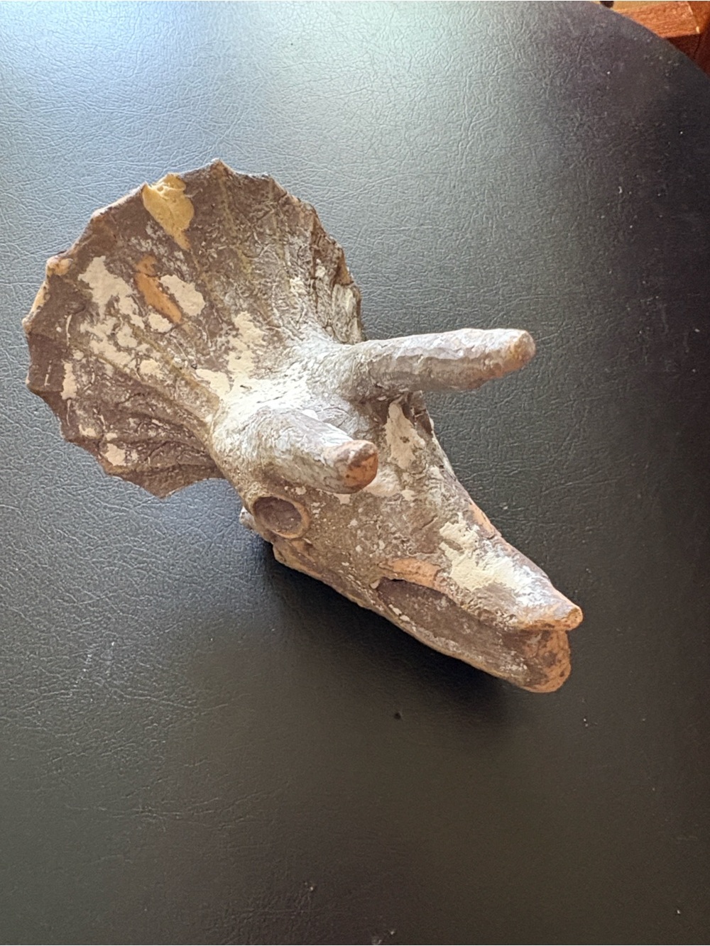 Resin Triceratops Skull Decor - Earthy Brown - Picture 3 of 4
